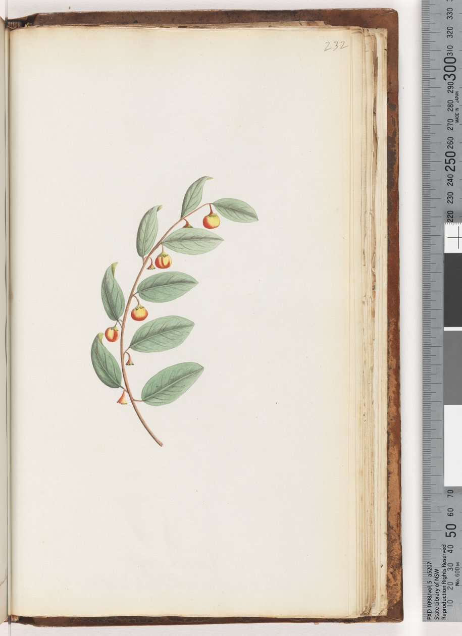 Side 232. Uidentifisert plante av Unknown artist