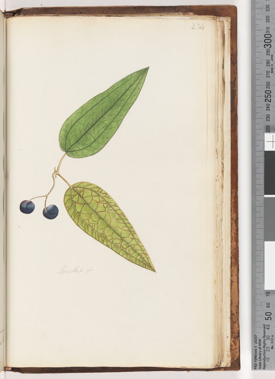 Side ೨೩೪. Stylus Sp Sweet Sarsaparilla av Unknown artist