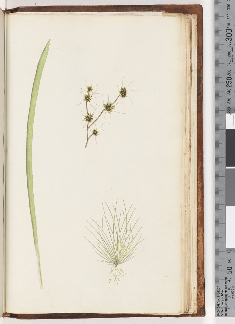 Side 234a. 1/4 Uidentifisert plante av Unknown artist