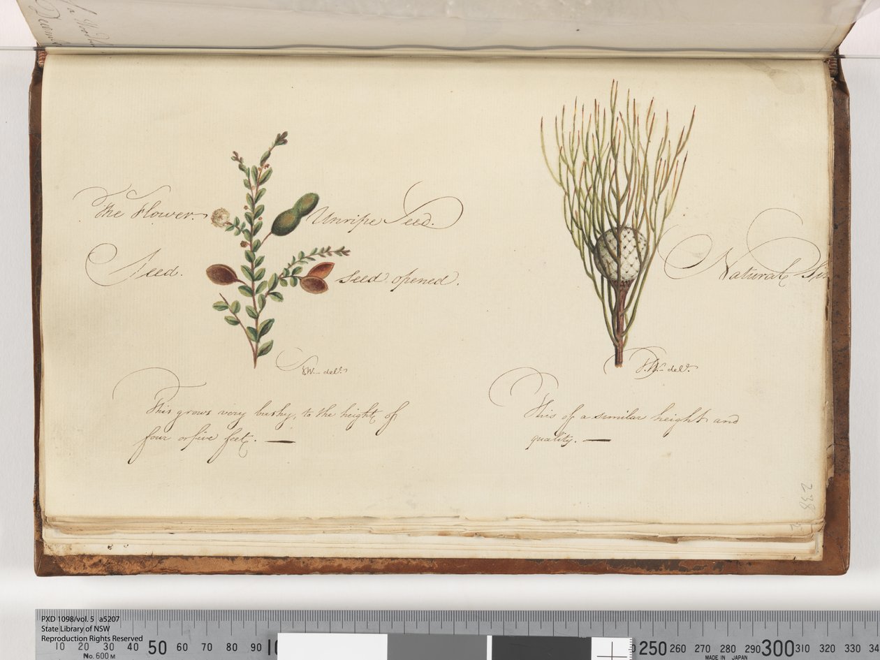 Side 238. Uidentifisert plante av Unknown artist