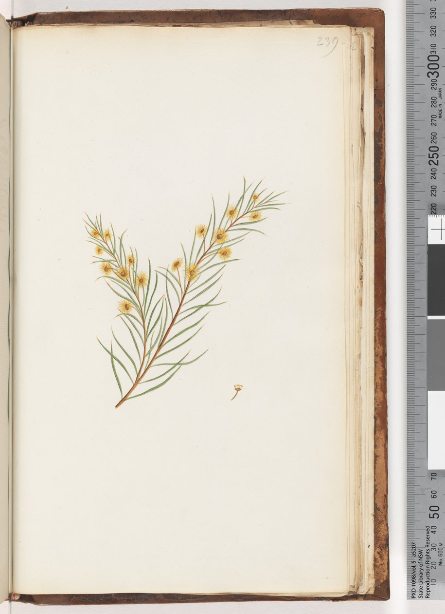 Side 239. Uidentifisert plante av Unknown artist