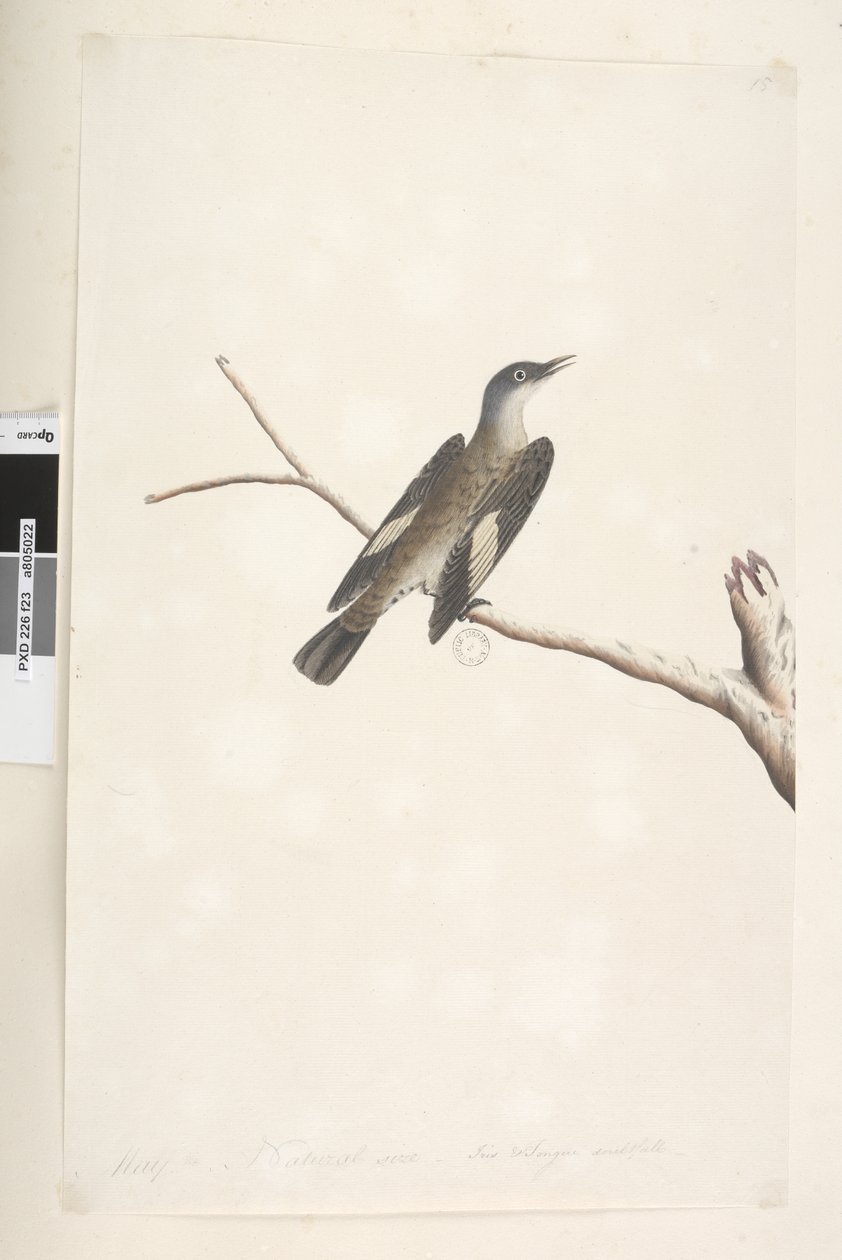 Side 23. Mai, naturlig størrelse, iris og tunge tvilsom Brun Treecreeper Climacteris picumnus, 1791-92 av Unknown artist