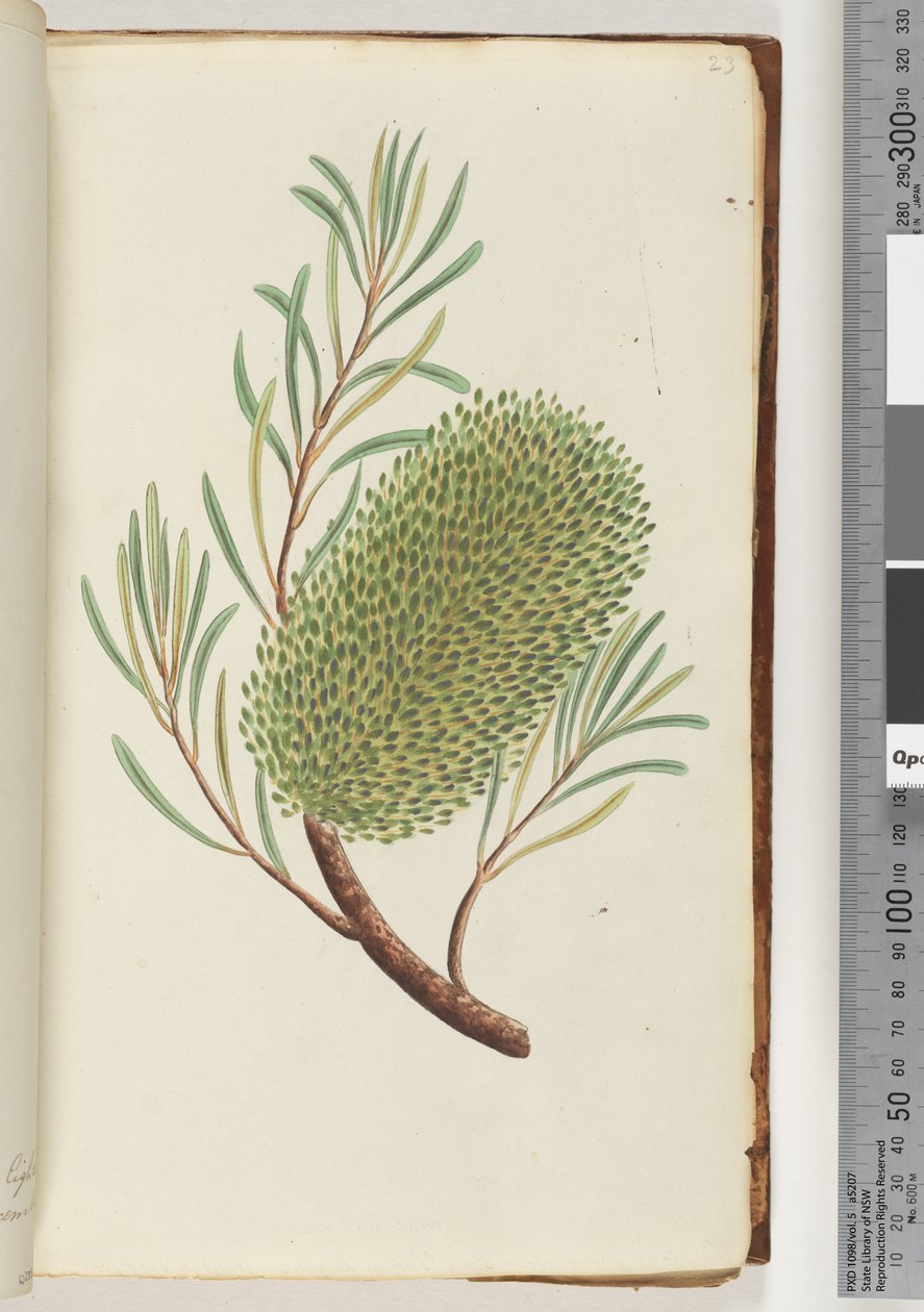 Side 23. Unavngitt blomstrende plante av Unknown artist