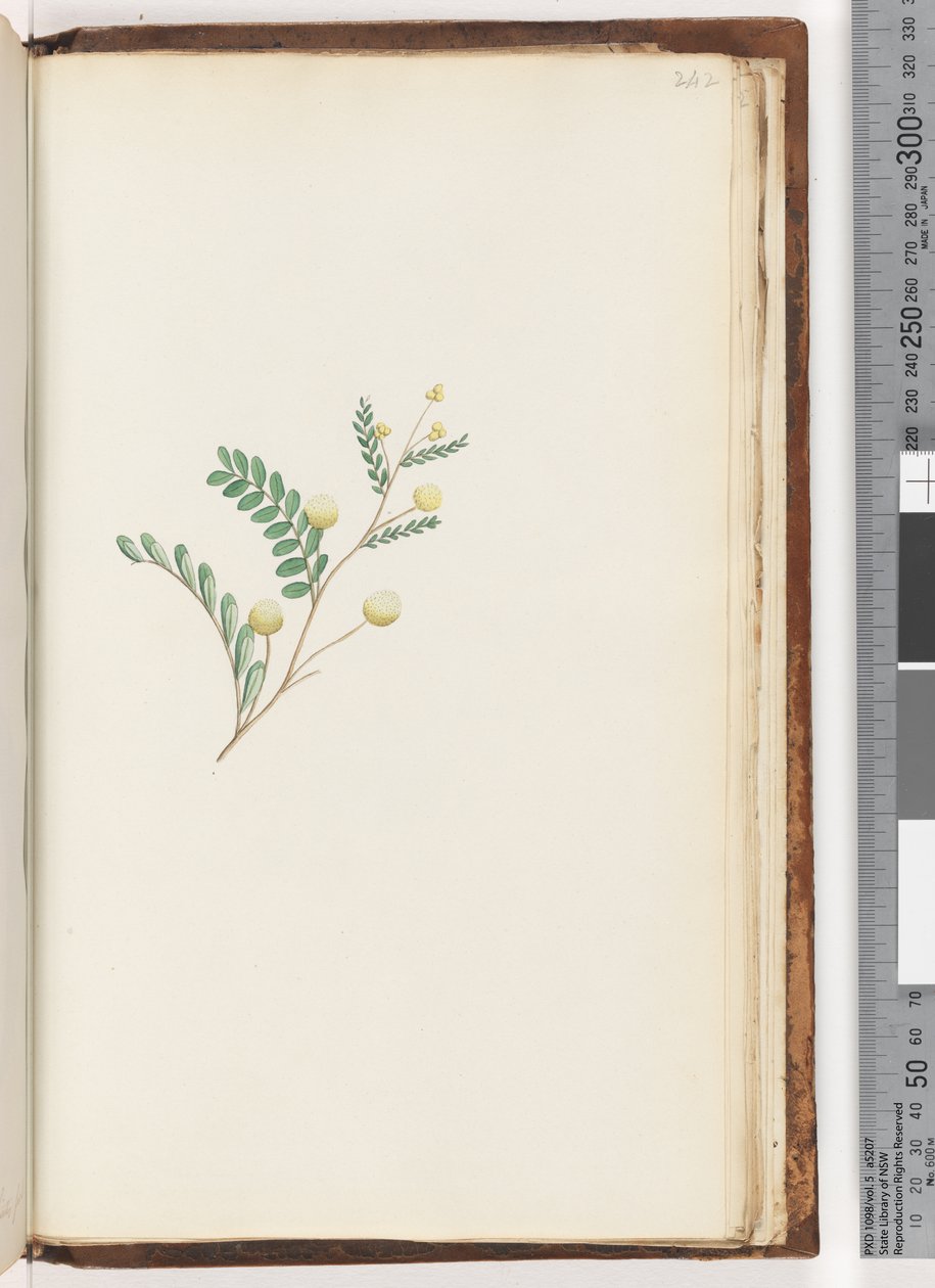 Side 242. Uidentifisert plante av Unknown artist