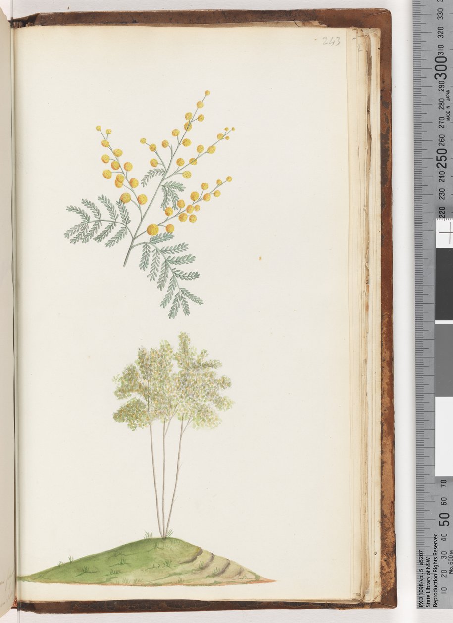 Side 243. Unavngitt blomstrende plante av Unknown artist
