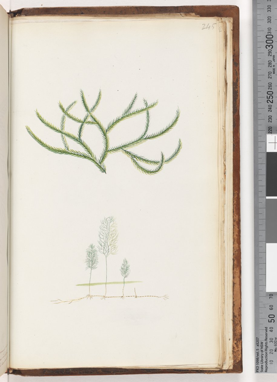 Side 245. Ingen inskripsjon, uidentifisert plante av Unknown artist