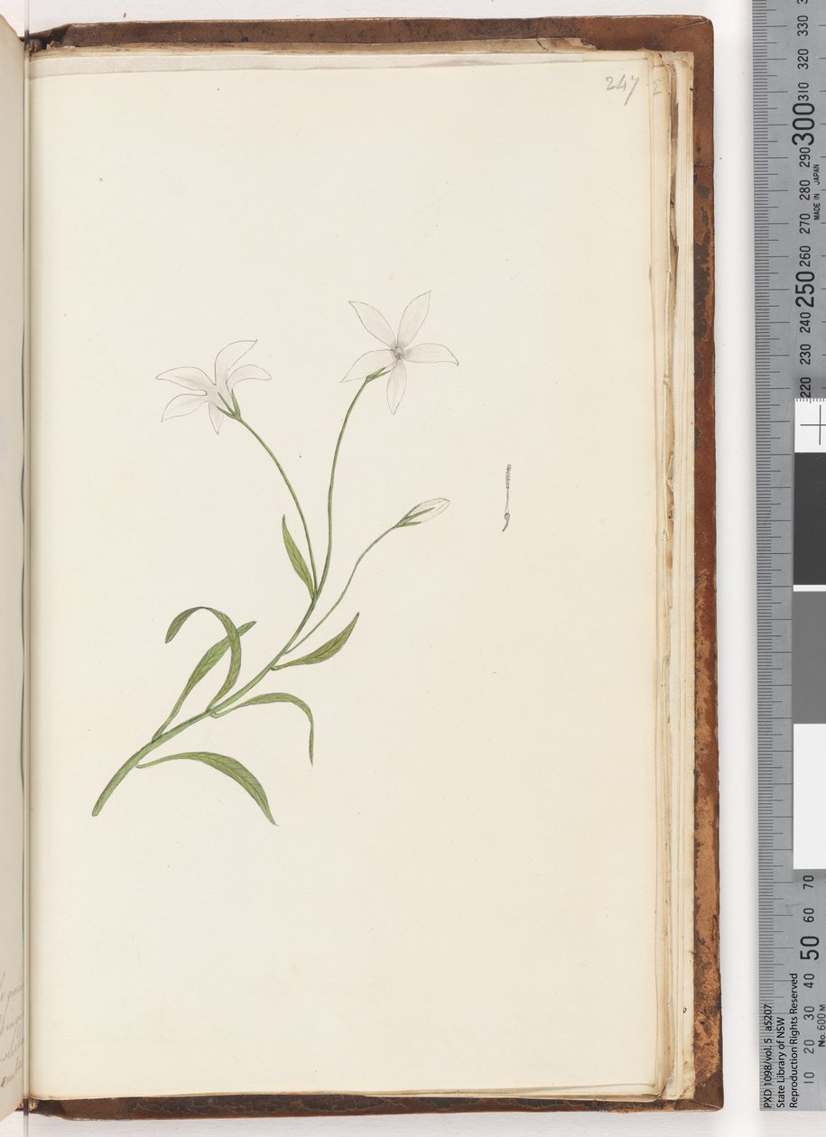 Side 247. Uidentifisert plante av Unknown artist
