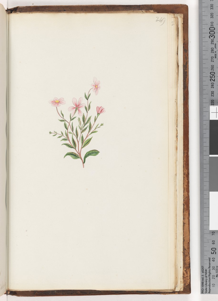 Side 249. Uidentifisert plante av Unknown artist