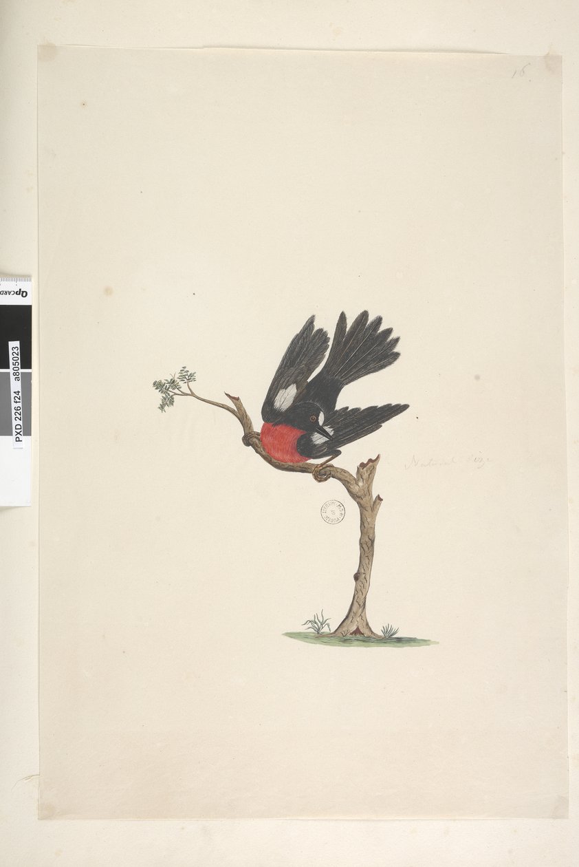 Side 24. Naturlig størrelse Scarlet Robin Petroica flerfarget, hann, Norfolk Island, 1791-92 av Unknown artist