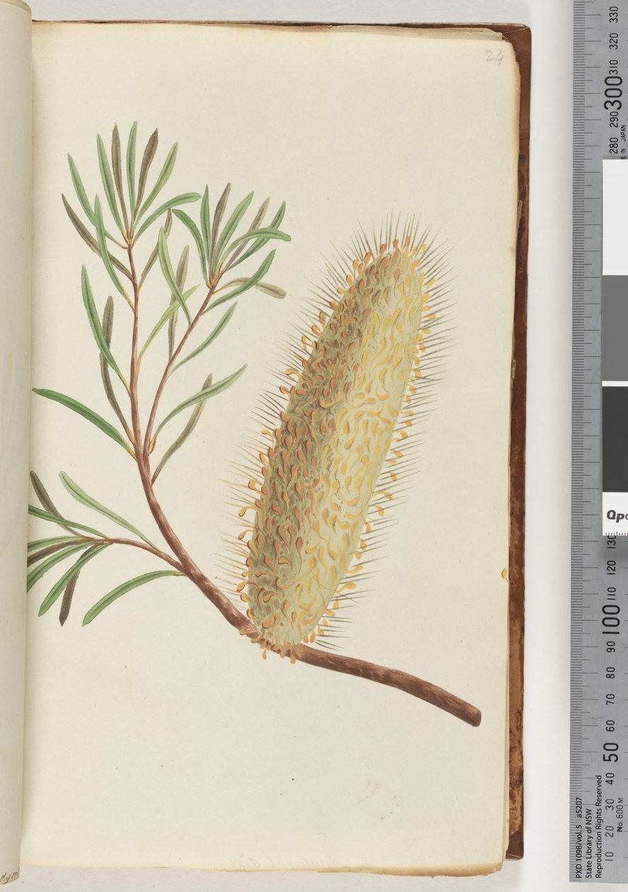 Side 24. Unavngitt blomstrende plante av Unknown artist