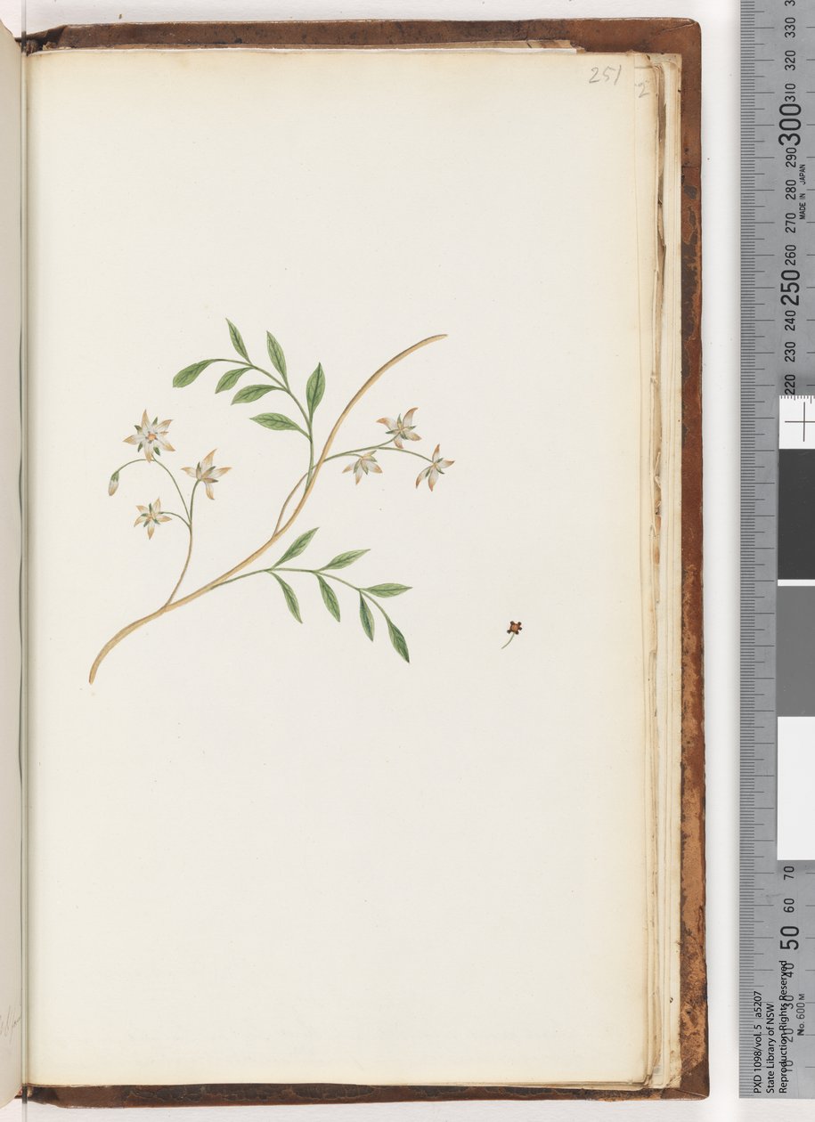 Side 251. Uidentifisert plante av Unknown artist