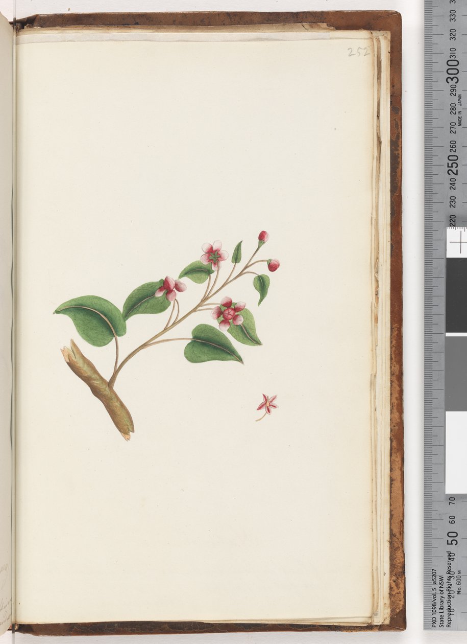 Side 252. Uidentifisert plante av Unknown artist