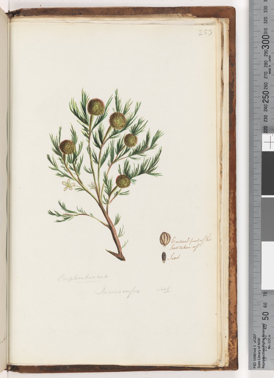 Side 253. Euphorbiaceae / Ricinocarpus  ...? Bryllup Bush av Unknown artist