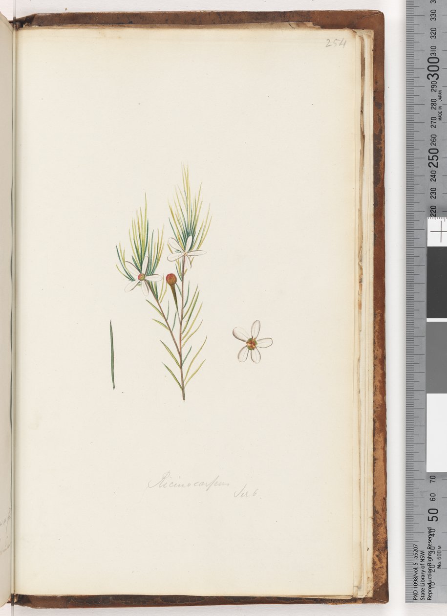 Side 254. Ricinocarpus / ?? av Unknown artist