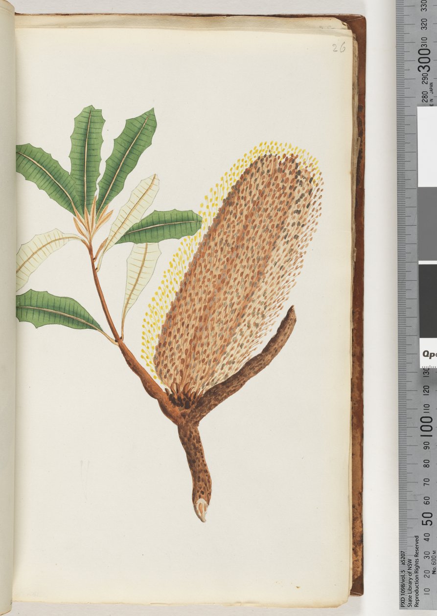 Side 26. Unavngitt blomstrende plante av Unknown artist