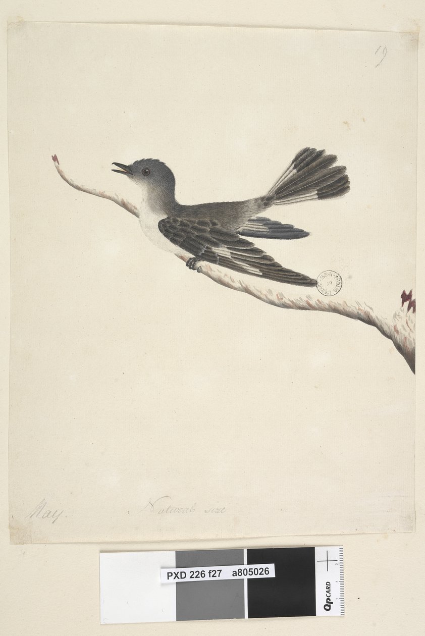 Side 27. Mai. Naturlig størrelse hette Robin, hunn Melanodryas cucullata, 1791-92 av Unknown artist