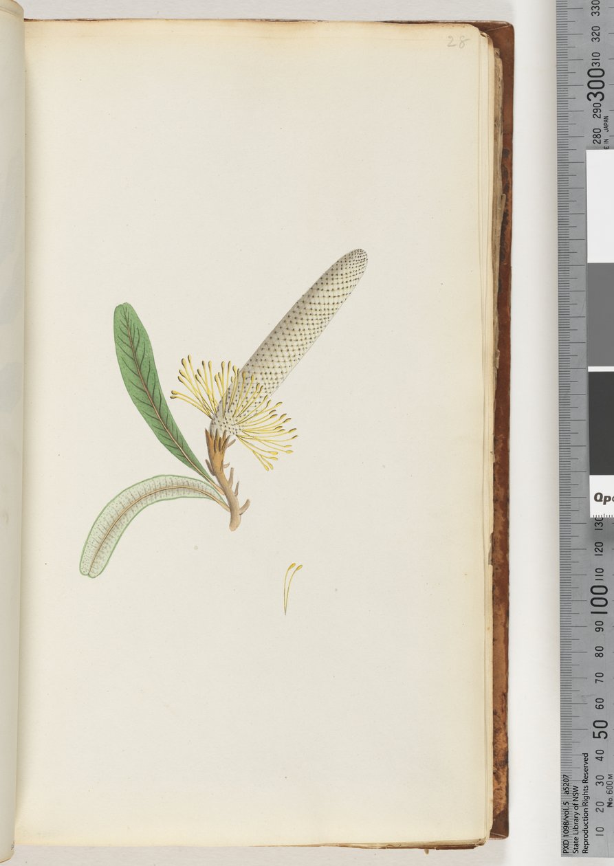 Side 28. Blomstrende plante, "en Creeper" av Unknown artist