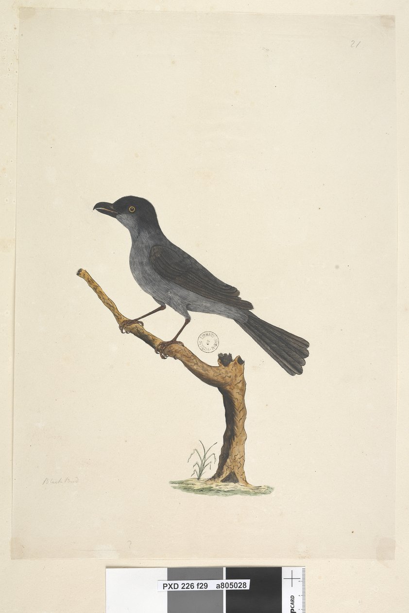Side 29. Blackbird Norfolk Island Blackbird? Aplonis fuscus, hann, 1791-92 av Unknown artist