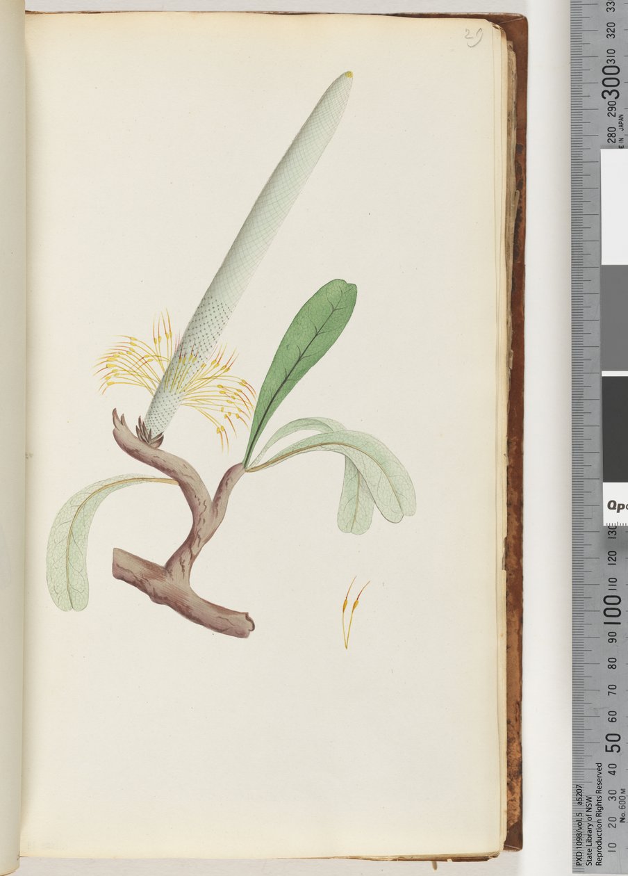 Page 29. Coast Banksia av Unknown artist