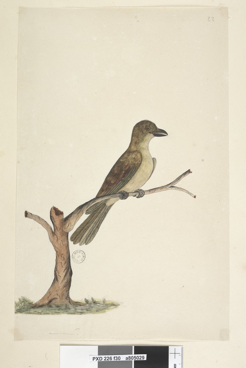 Side 30. ...? Norfolk Island Blackbird? Aplonis fuscus, kvinne, 1791-92 av Unknown artist