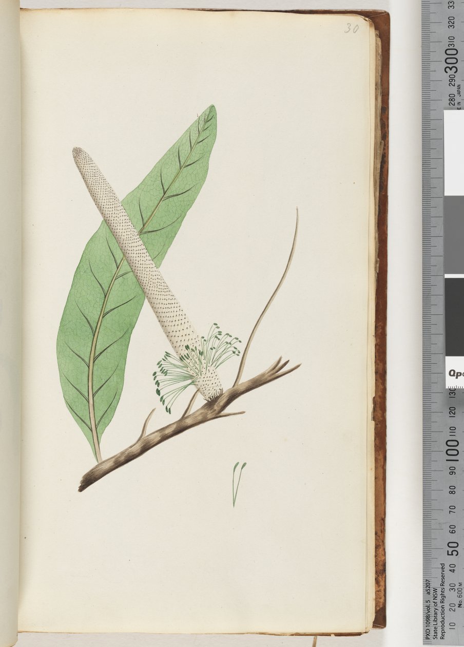 Side 30. Plant, en Banksia av Unknown artist