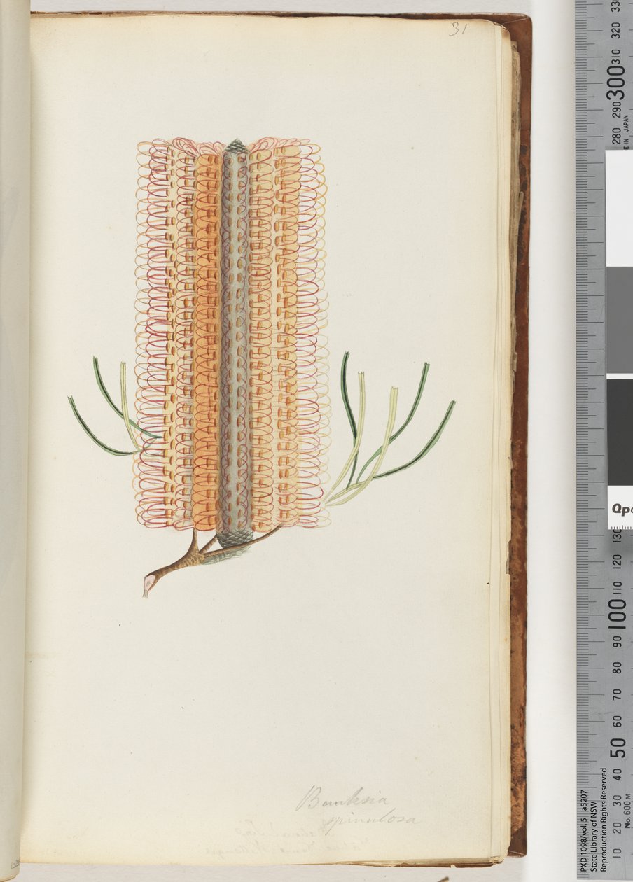 Page 31. Banksia spinulosa / Hairpin Banksia av Unknown artist