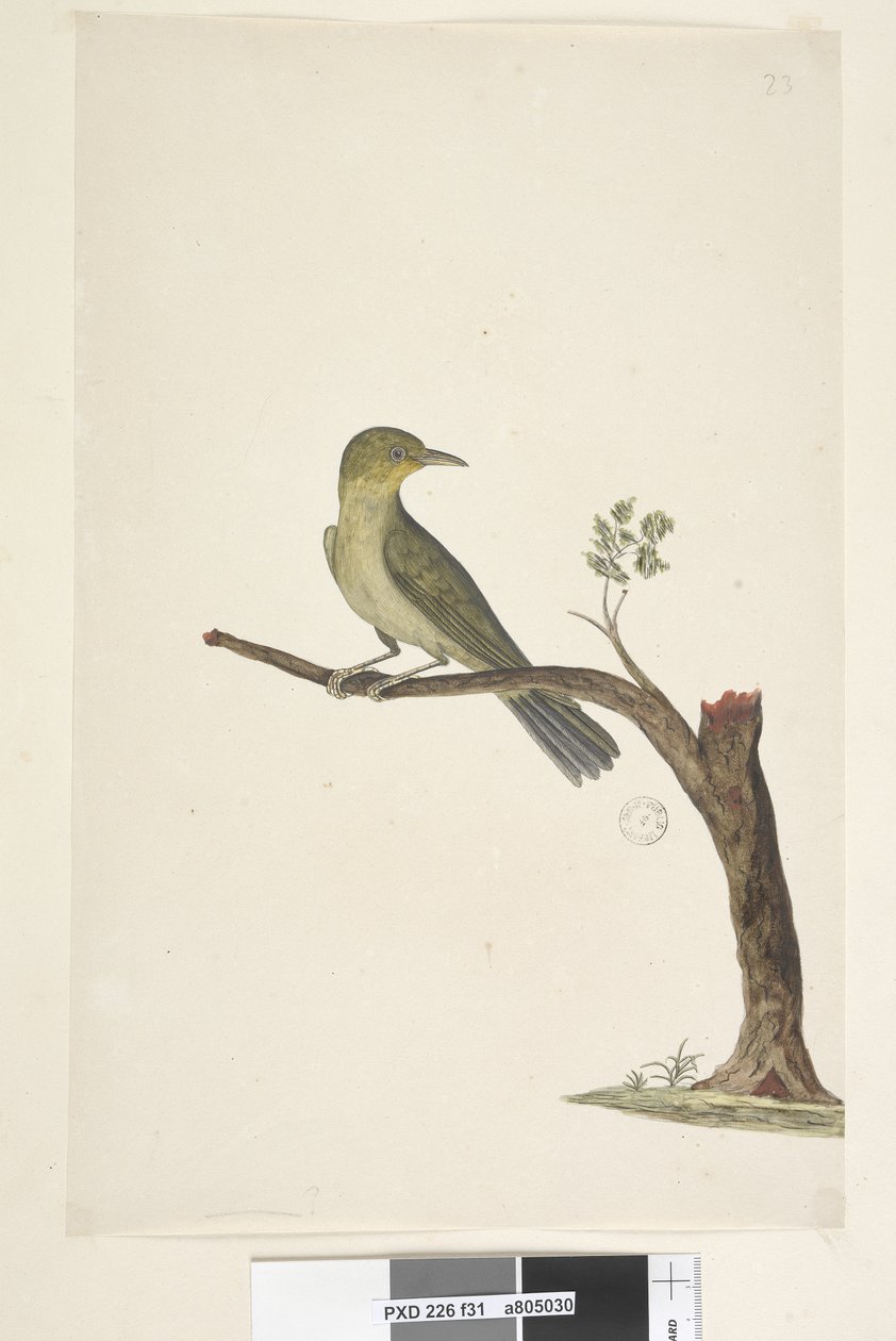 Side 31....? Slank, nebbhvit, øye Zosterops tenuirostris, 1791-92 av Unknown artist