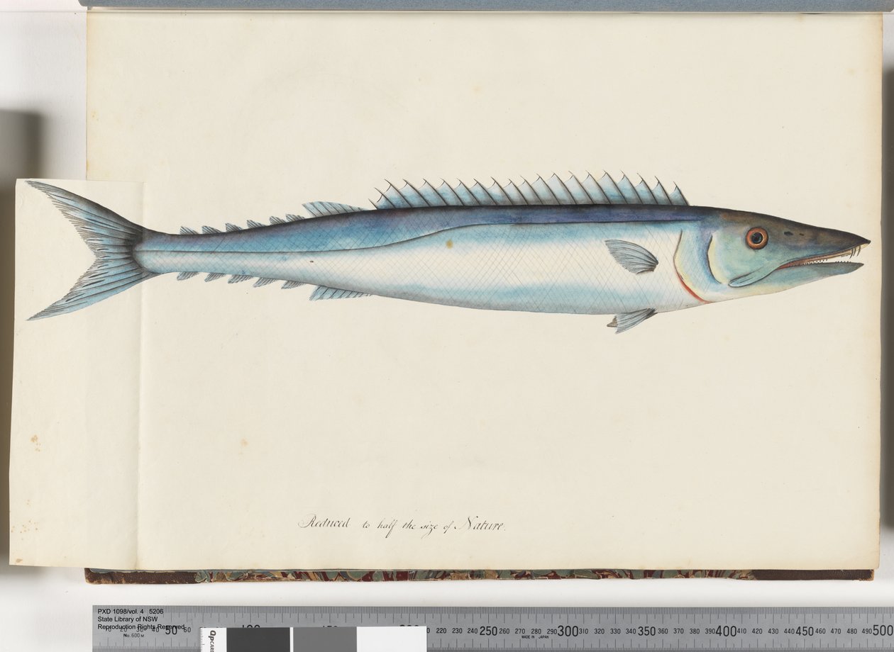 Side 32. Barracouta av Unknown artist