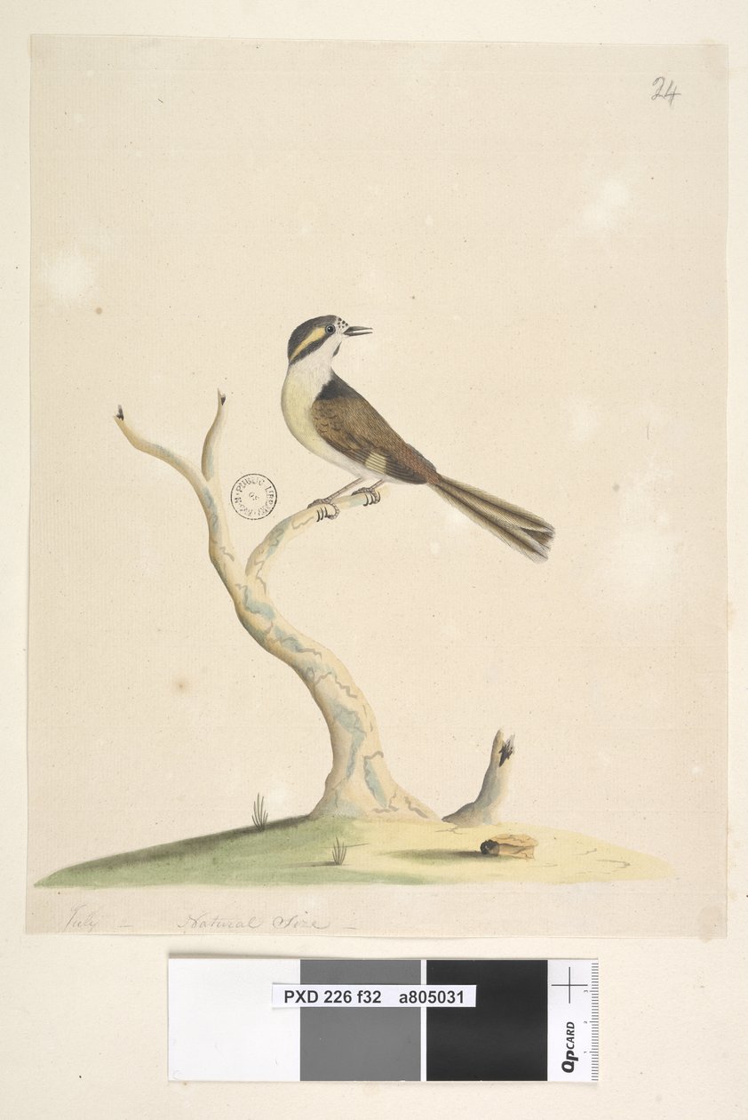 Side 32. Uidentifisert juli, naturlig størrelse. For notater angående forsøk på å identifisere denne fuglen, se Hindwood, K. A. The Sydney bird paintings in the Australian Zoologist, v.XIII, del 2, august, 1965, s. 86 av Unknown artist