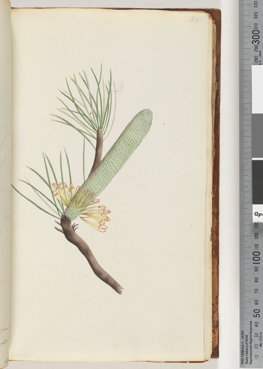 Page 33. Plant, Banksia spinulosa av Unknown artist
