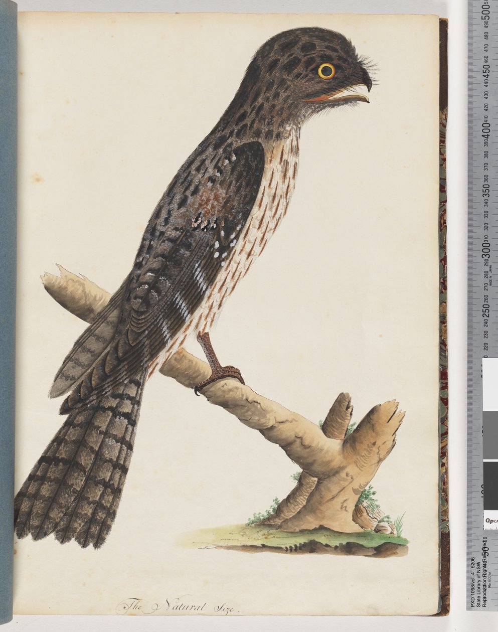 Side 33. Tawny Frogmouth. Gracile Goatsucker av Unknown artist