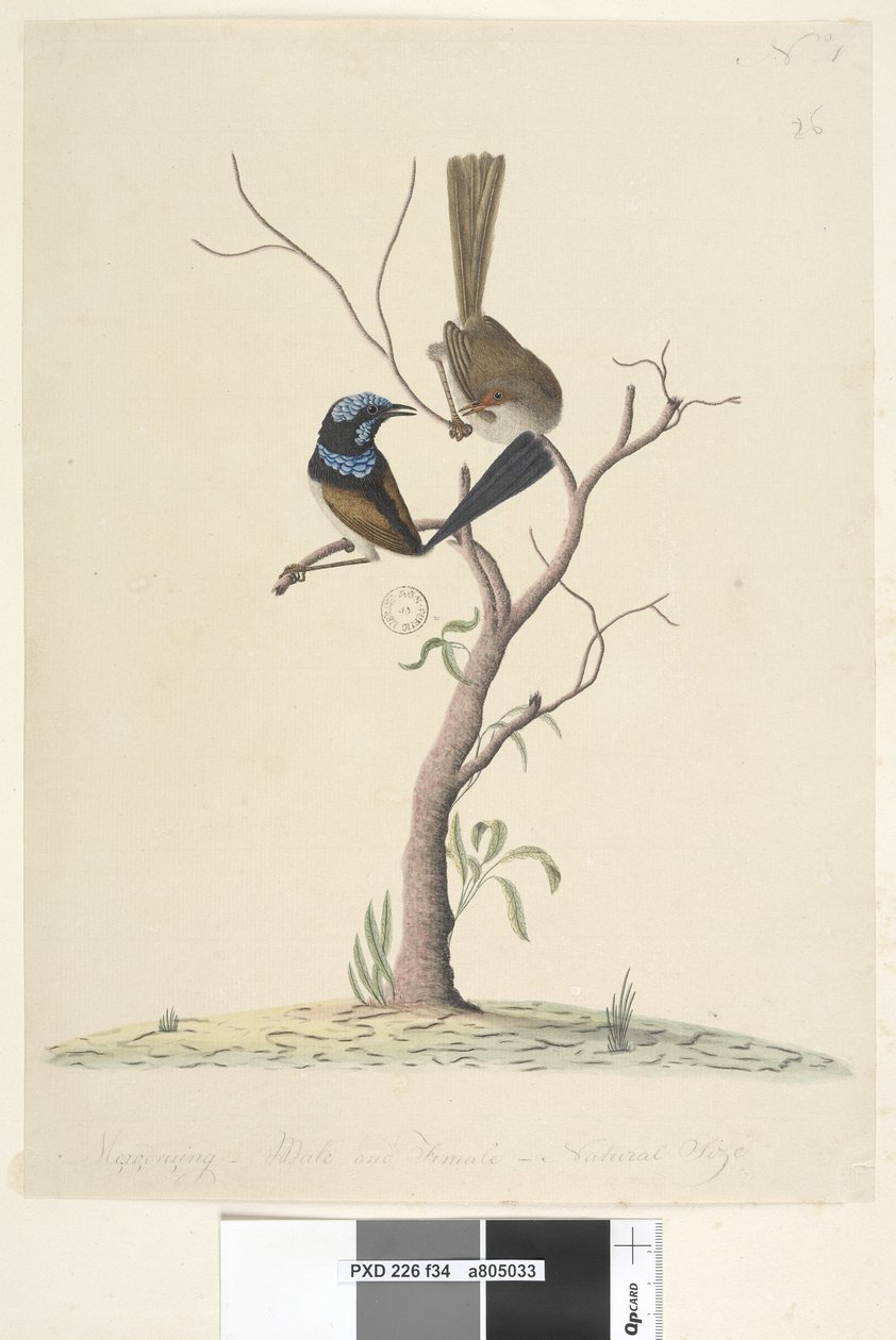 Side 34. Mo,ro,dru,ing, hann og hunn, naturlig størrelse Superb Blue Wren Malurus cyaneus, 1791-92 av Unknown artist