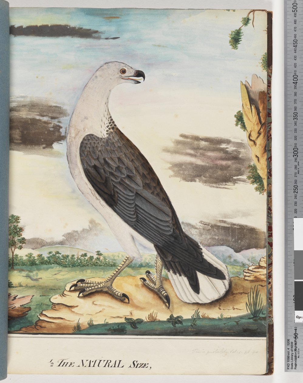 Side 34. Hvitbrystet havørn alliert med aksillærfalken av Unknown artist