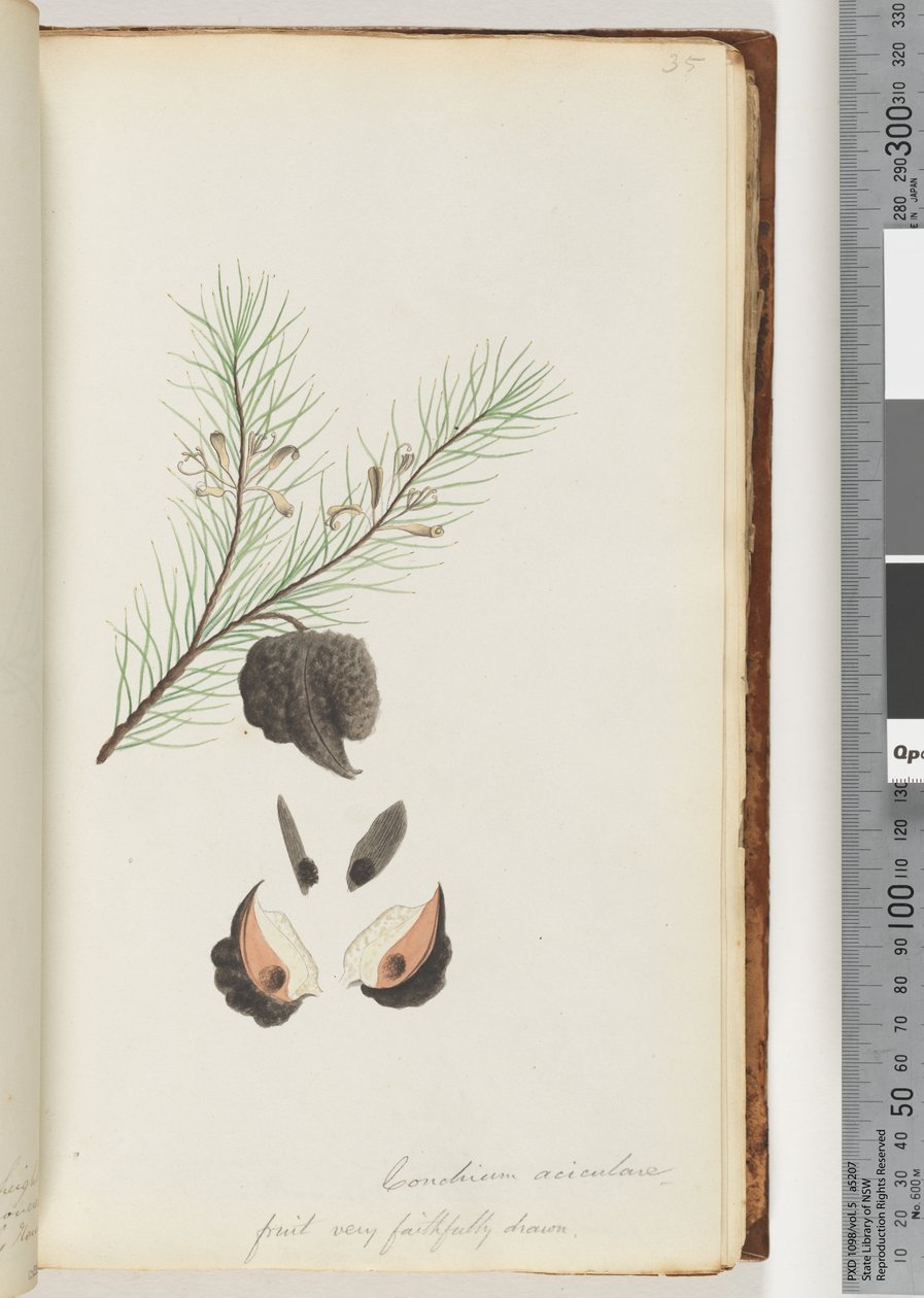 Side 35. Conchium aciculare / Frukt svært trofast tegnet håret nålebusk av Unknown artist