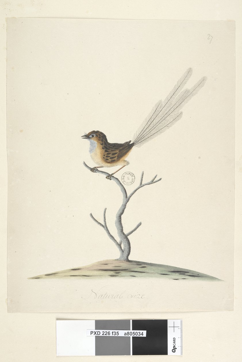 Side 35. Naturlig størrelse Emu, Wren, hann Stipiturus malachurus, 1791-92 av Unknown artist