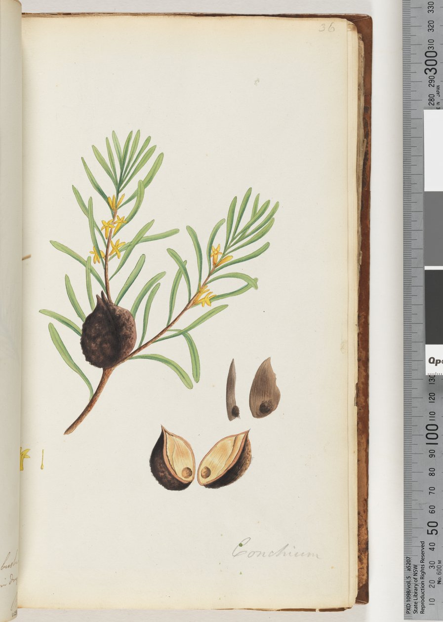 Side 36. Conchium av Unknown artist