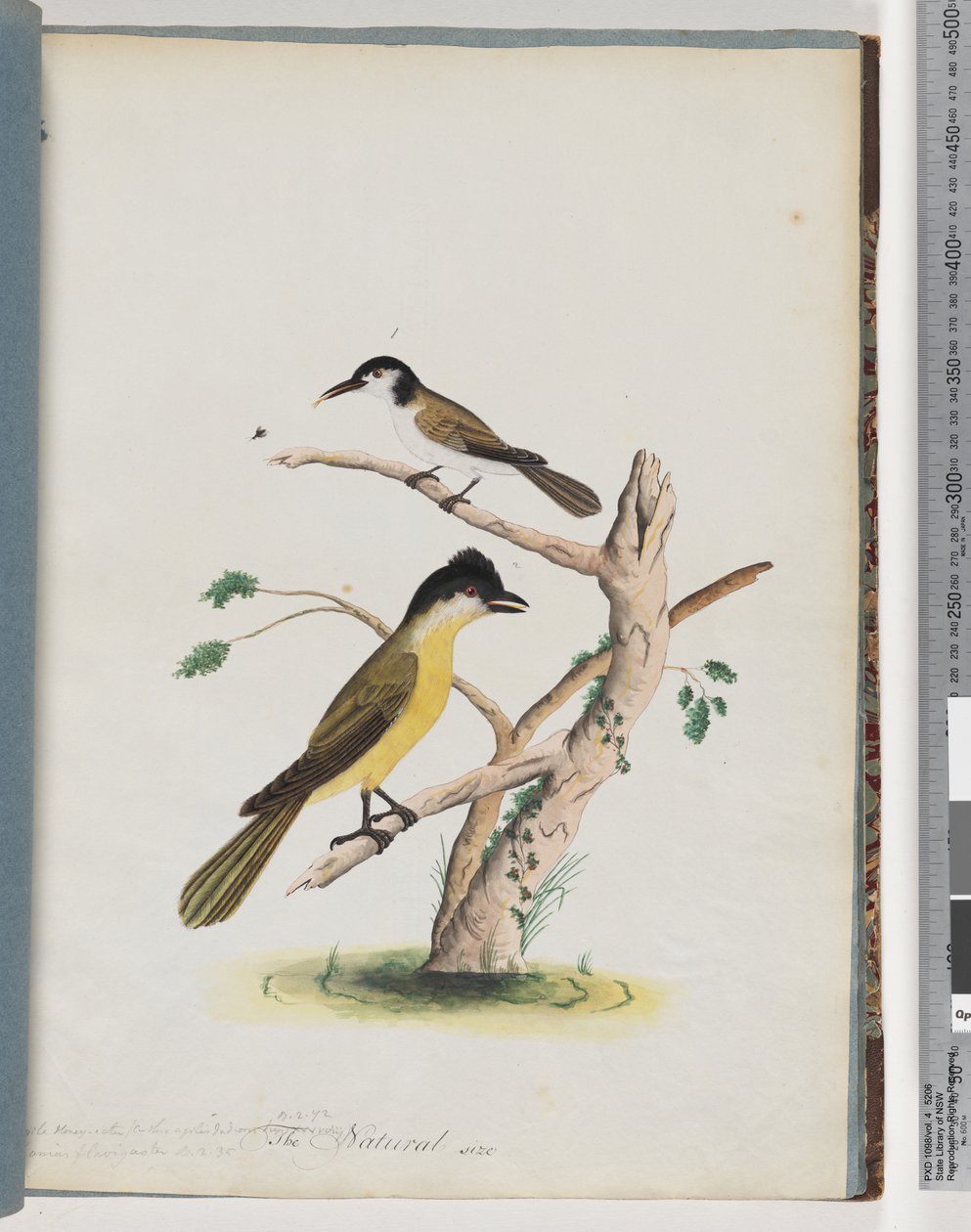 Side 37. 1. Uidentifisert fugl. Smidig honningeater. Black-Headed Creeper av Unknown artist