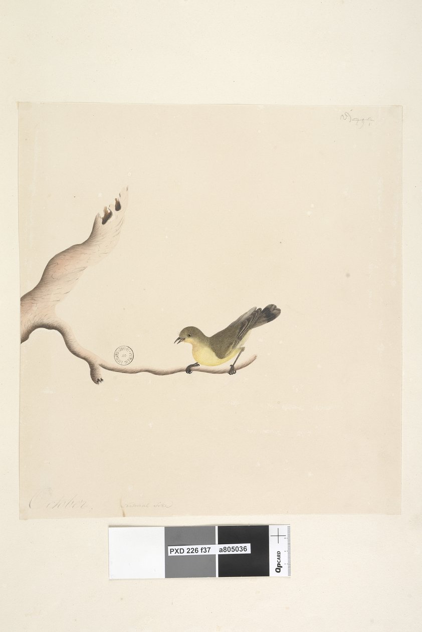 Side 37. Oktober. Naturlig størrelse Gul tornek Acanthiza nana, 1791-92 av Unknown artist