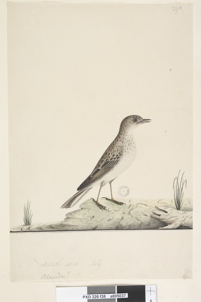 Side 38. Alundu? over tittel i annen hånd Naturlig størrelse,  juli Pipit Anthus australis, 1791-92 av Unknown artist