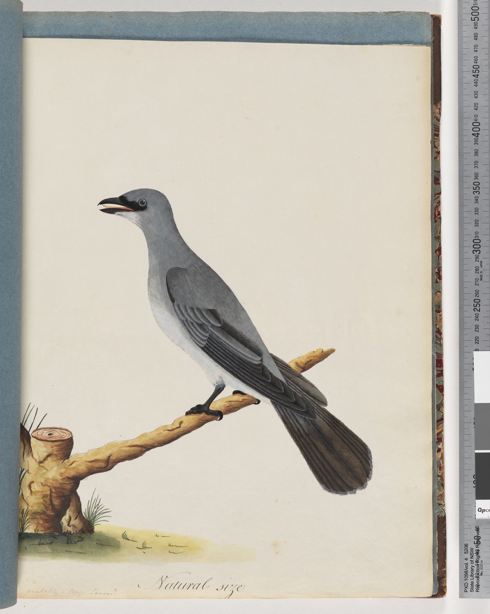 Side 38. Uidentifisert fugl, Trolig en stor lanius av Unknown artist