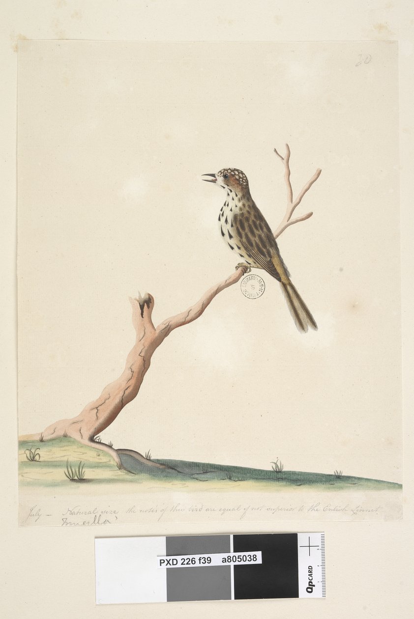 Side 39. Fringilla. langs nedre kant i annen hånd juli, naturlig størrelse. Tonene til denne fuglen er like, om ikke overlegne, den engelske linnettflekksanger Chthonicola sagittata, 1791-92 av Unknown artist