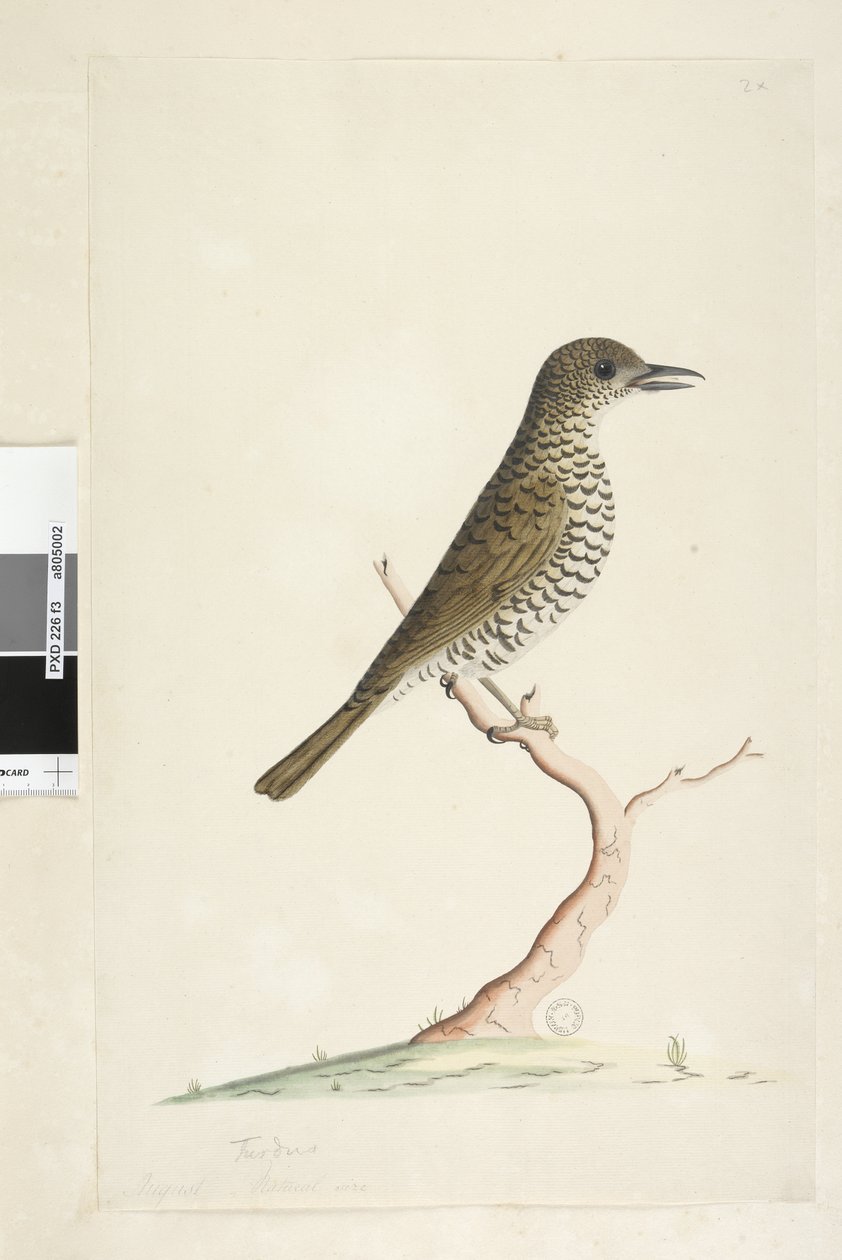 Side 3. Turdus. under tittel i annen hånd August naturlig størrelse. Jordtrost Zoothera lunulata, 1791-92 av Unknown artist