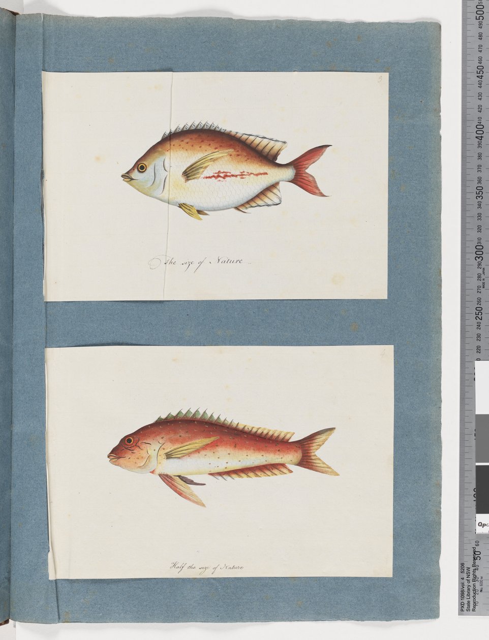 Side 3. Uidentifisert fisk 4. Uidentifisert fisk (akvarell på papir) av Unknown artist