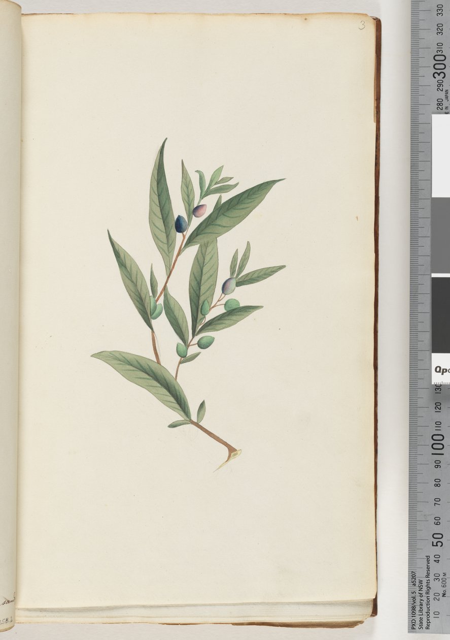 Side 3. Uidentifisert plante av Unknown artist