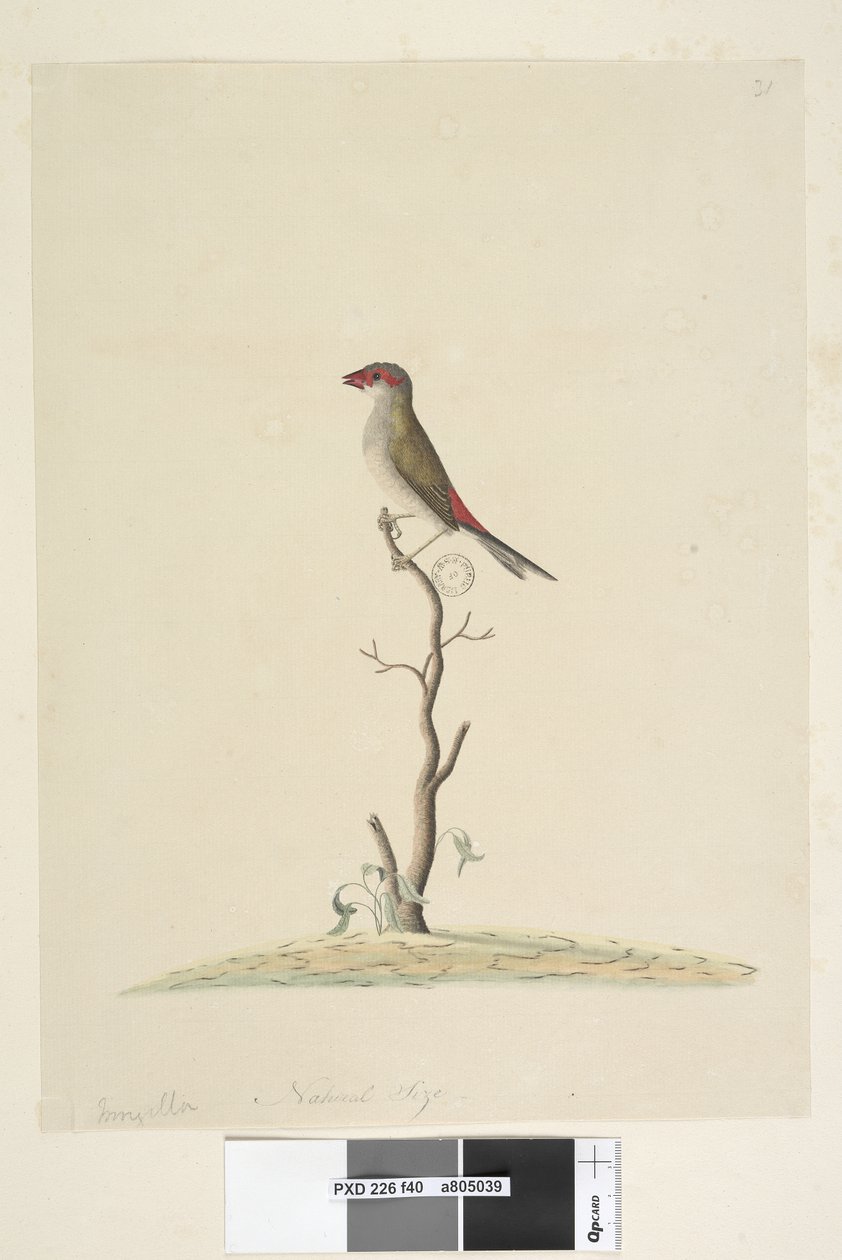 Side 40. Kundeservice. Naturlig størrelse Rødfink Neochmia brevis Aegintha brevis, 1791-92 av Unknown artist