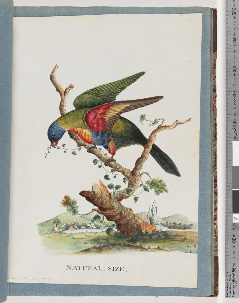 Side 40. Regnbue Lorikeet. Ps. Haematodus. Rødbrystet eller blåbuket papegøye av Unknown artist