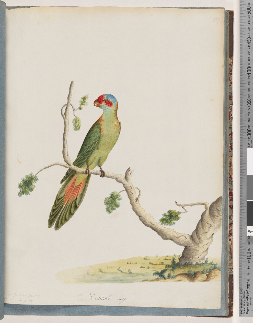 Side 41. Moskus Lorikeet av Unknown artist