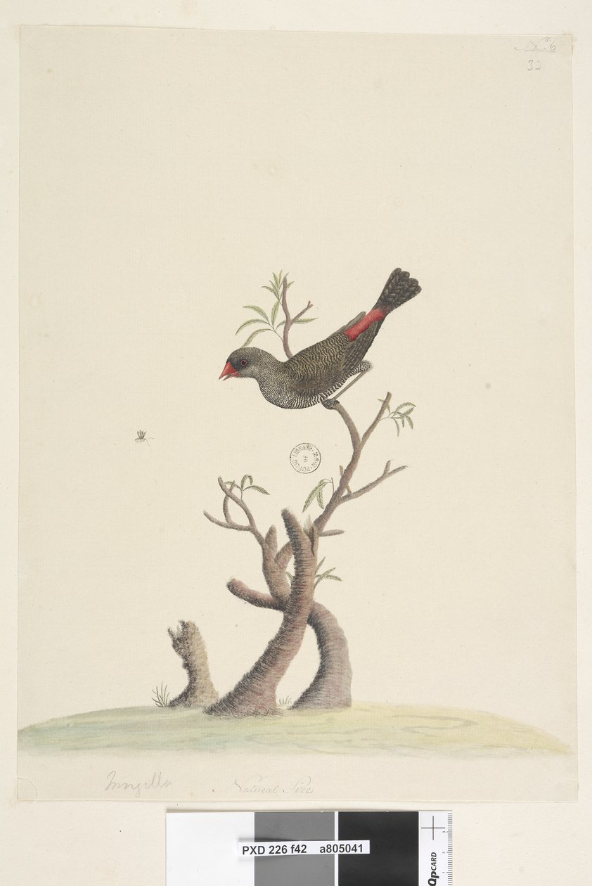 Side 42. Frynser. nederst i midten i annen hånd Naturlig størrelse Diamond Firetail Stagonopleura guttata, 1791-92 av Unknown artist