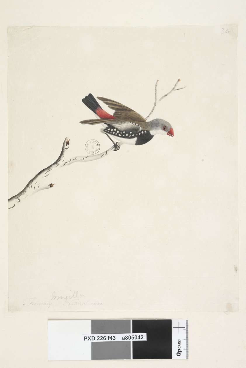 Side 43. Frynse. under tittel i annen hånd februar. Naturlig størrelse Diamond Firetail Stagonopleura guttata, 1791-92 av Unknown artist