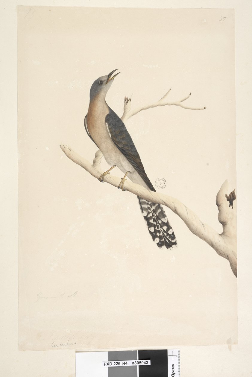 Side 44. Cuculus. over tittel, i annen hånd Naturlig størrelse. i øvre venstre hjørne i tredje hånd B og nederst til venstre Går med A, dvs. f.45 Fan, Tailed Cuckoo Cacomantis pyrrhophanus, hann, 1791-92 av Unknown artist